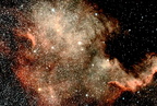 NGC 7000 ( NORTH AMERICA )