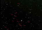 Groupe de galaxies autour de NGC510 (Pisces)